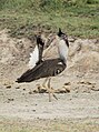 Serengeti NP, Tanzania