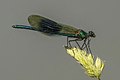 22 Banded demoiselle damselfly (Calopteryx splendens) male 4 uploaded by Charlesjsharp, nominated by Charlesjsharp,  18,  0,  0