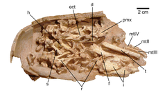 Labelled Citipati embryo IGM 100/971