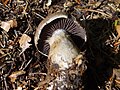 !Cortinarius infractus!