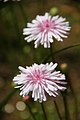 Punakeltto (Crepis rubra)