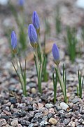 Crocus abantensis