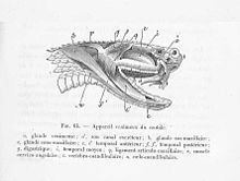 tête de serpent vue en coupe montrant crochets, glandes et muscles