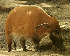 Gfp-red-river-hog.jpg