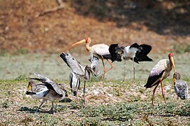 Hungry Juveniles Follow Adult Yellow-billed Stork Lupande Jul23 A7R 06369.jpg