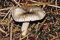 Hygrophorus pustulatus