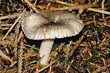 Hygrophorus pustulatus - Lindsey.jpg