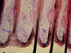 Hair follicle of feline - Microscopic view 2.jpg