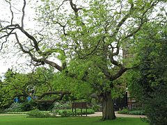 Japanese Pagoda Tree