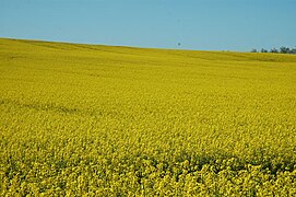 Plateau de Saint-Antoine-de-Ficalba.