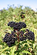 Sambucus ebulus fruit.jpg