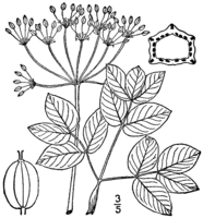 An illustration showing detail of the reproductive features