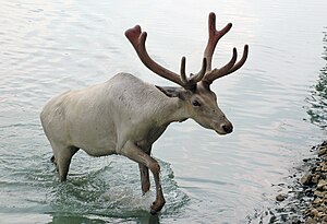 Caribou from Wagon Trails