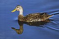 Mottled duck