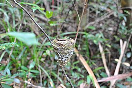 Nid de Tchitrec malgache, Terpsiphone mutata, Siketry oiseaux de Madagascar.jpg