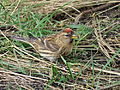 Female; East Chevington, Northumberland, England