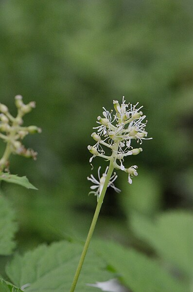 File:Actaea spicata flowers.jpg