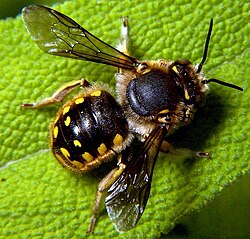 Colletes hederae