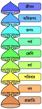 বাংলা