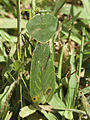 Camouflage for an ambush predator: Costa Rican leaf mimic mantis with decay splotch markings.