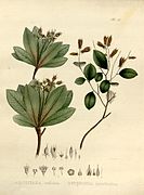 botanical illustration