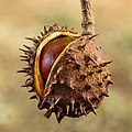 Image 43Cracked thorny skin of a Aesculus tree seed (from Tree)