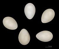 Hoopoe eggs (Muséum de Toulouse)