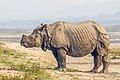 19 Indian rhinoceros (Rhinoceros unicornis) 6 uploaded by Charlesjsharp, nominated by Nirmal Dulal,  21,  0,  0