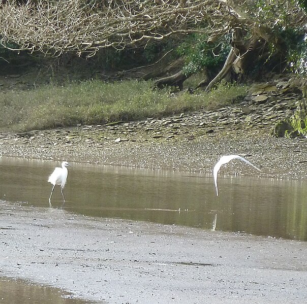 File:Little Egret and seagull in flight - geograph.org.uk - 3832040.jpg