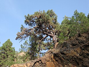 Caldera de Taburiente, La Palma