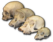 Primate skull series.png