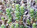 Thumbnail for File:Sedum acre 114465102.jpg