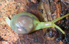 yellow-green snail with partly transparent shell