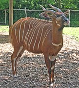 Bongo au zoo de Rotterdam.