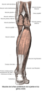 Muscles de la jambe et du genou (postérieur).