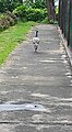 University is home to many peacocks