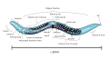 Anatomy of the hermaphrodite Caenorhabditis elegans