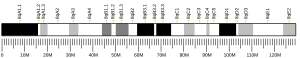 Chromosome 8 (souris)