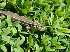 Lézard femelle (Podarcis muralis) sur un buis près de Grenoble.