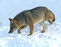 Een andesvos (Lycalopex culpaeus) in Argentinië