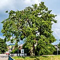 Sommerlinde (Tilia platyphyllos)