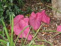 Nome popular Caladium Fannie Munson. Observação:Suas folhas são de um rosa bem forte, se olhadas com atenção se mostram translúcidas, isto é, são transparentes se observadas contra uma luz forte.