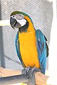 Blue and gold macaw