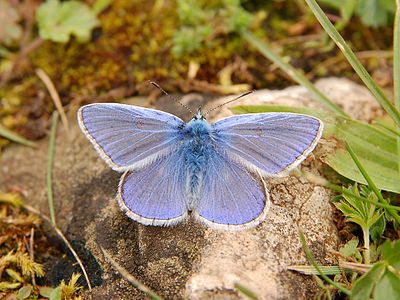 Polyommatus icarus (Common Blue)