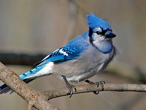 Geai bleu à Welland.