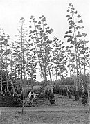 Historical image showing a sisal plantation on Java