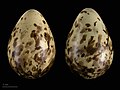 Vejce jespáka mořského (Calidris maritima maritima)