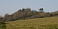 Charlton Gorse