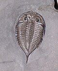 Miniatura per Trilobita