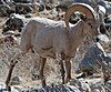 Desert bighorned baby